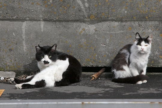 街のねこたち