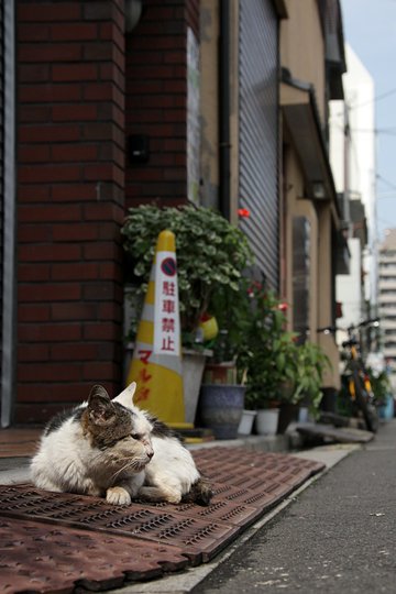 街のねこたち