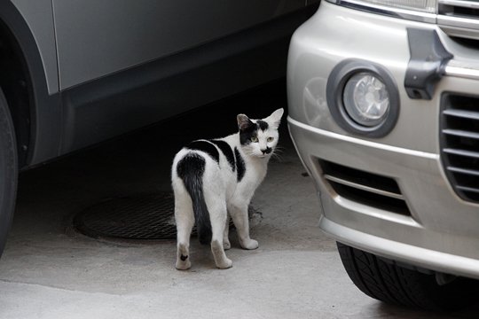 街のねこたち