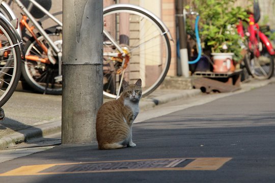 街のねこたち