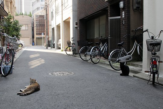 街のねこたち