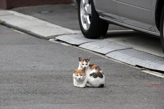 街のねこたち