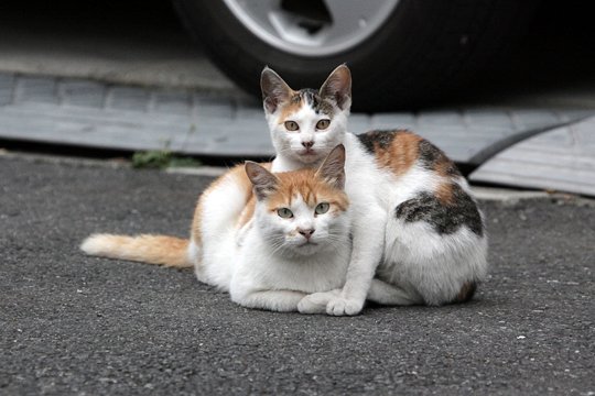 街のねこたち