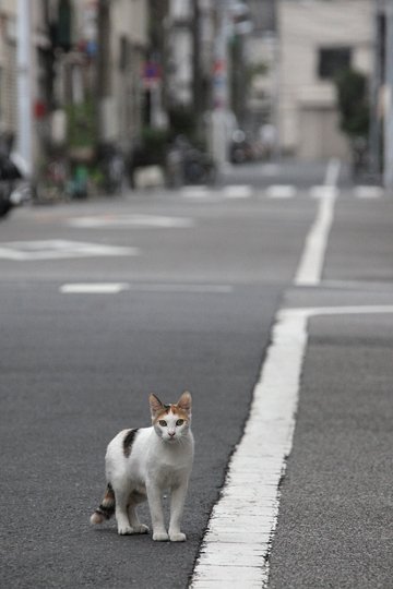 街のねこたち
