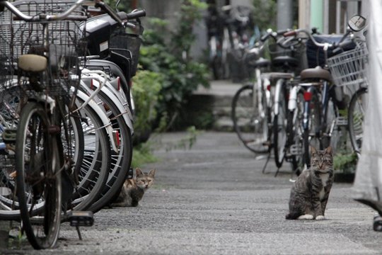 街のねこたち