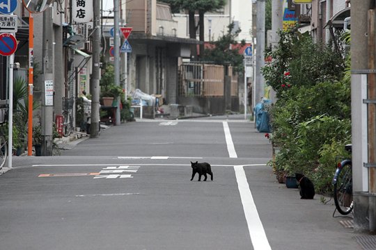 街のねこたち