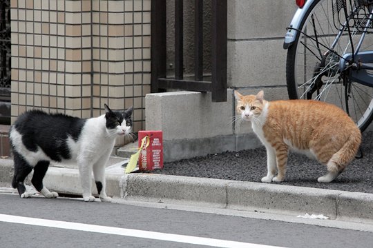 街のねこたち