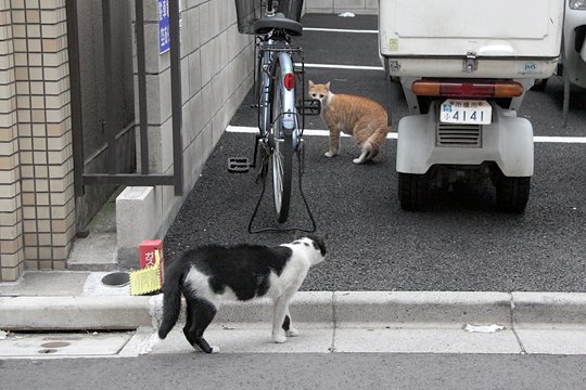 街のねこたち