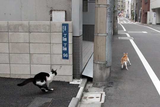 街のねこたち