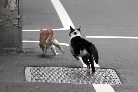 街のねこたち