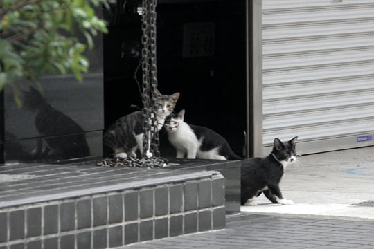 街のねこたち