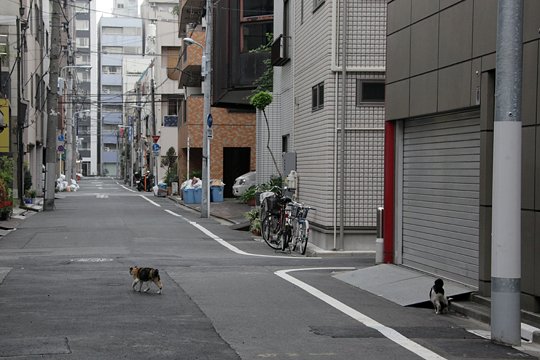 街のねこたち