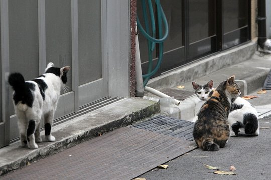 街のねこたち