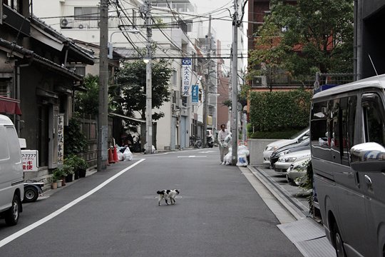 街のねこたち