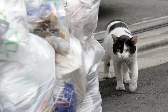 街のねこたち