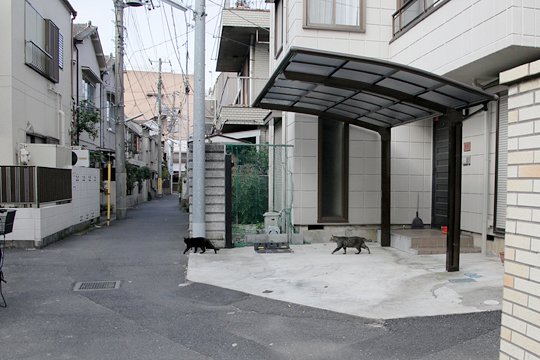 街のねこたち