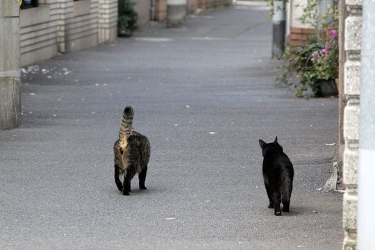 街のねこたち
