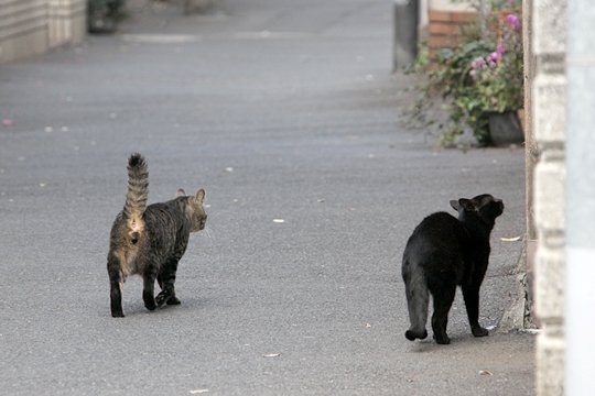 街のねこたち