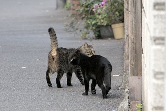 街のねこたち