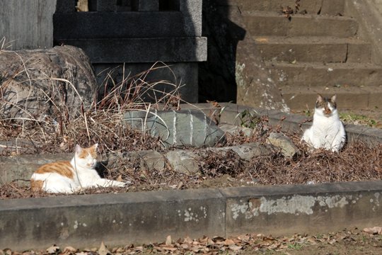 街のねこたち