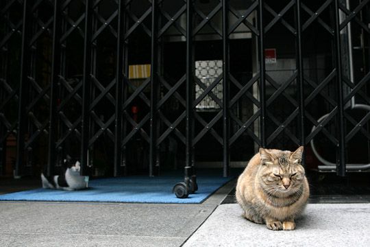 街のねこたち