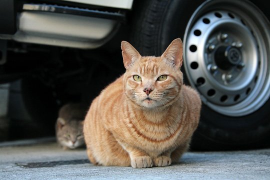 街のねこたち