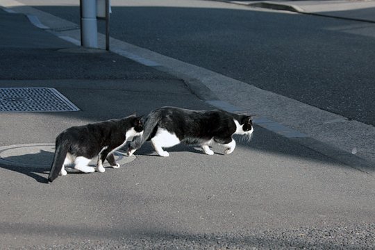 街のねこたち