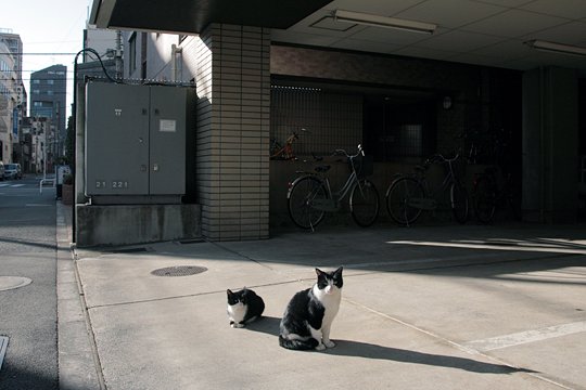 街のねこたち
