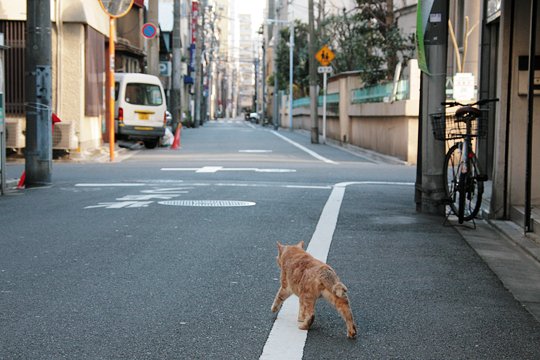 街のねこたち