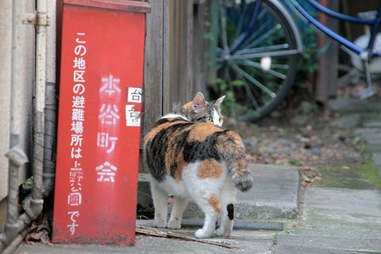 街のねこたち