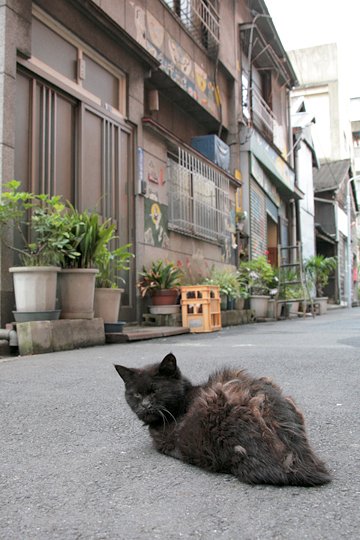 街のねこたち