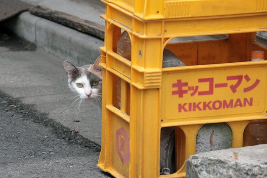 街のねこたち