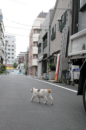 街のねこたち