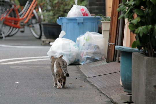街のねこたち