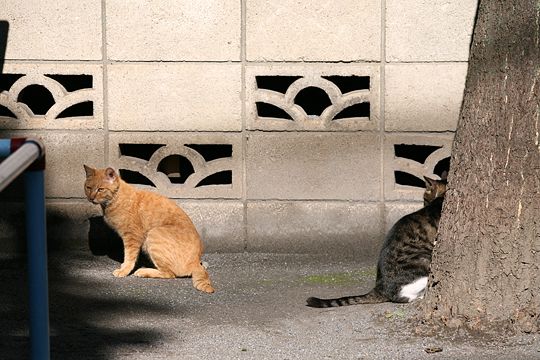 街のねこたち