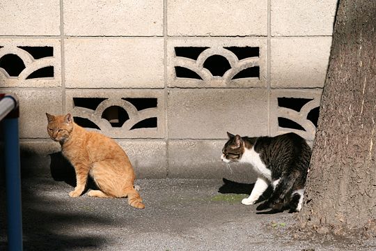 街のねこたち