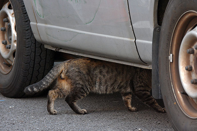 街のねこたち