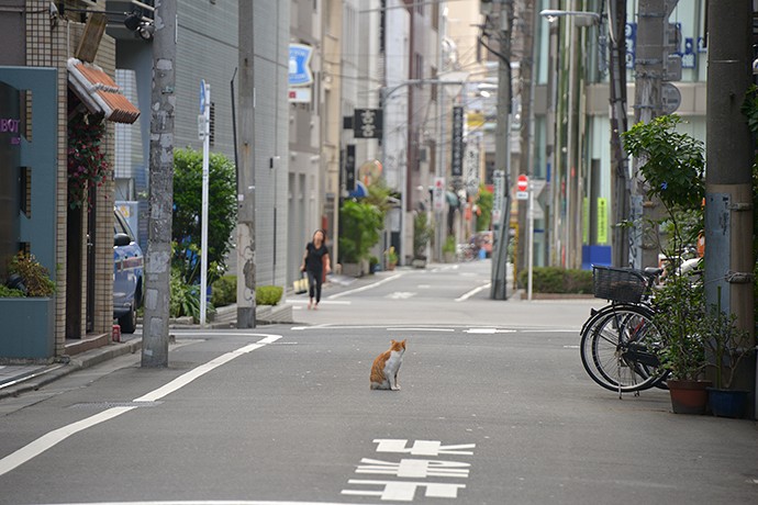 街のねこたち