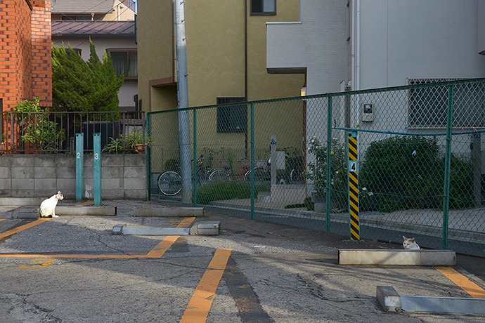 街のねこたち