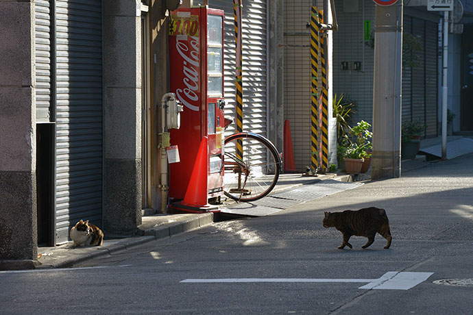 街のねこたち