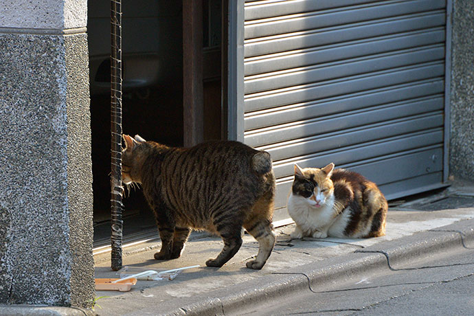 街のねこたち