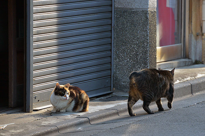 街のねこたち