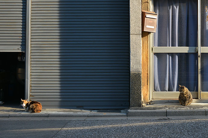 街のねこたち