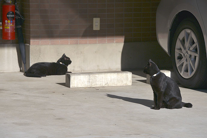街のねこたち