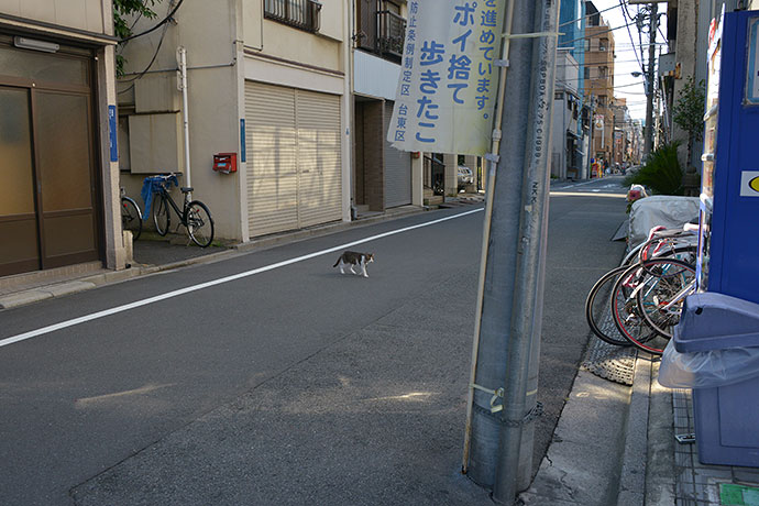街のねこたち