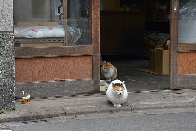 街のねこたち