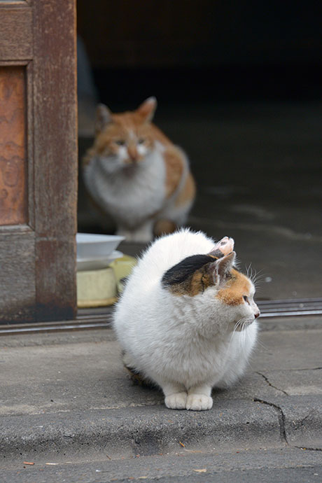 街のねこたち