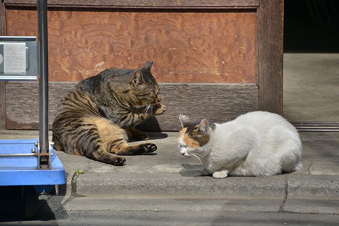 街のねこたち