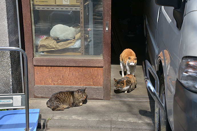 街のねこたち