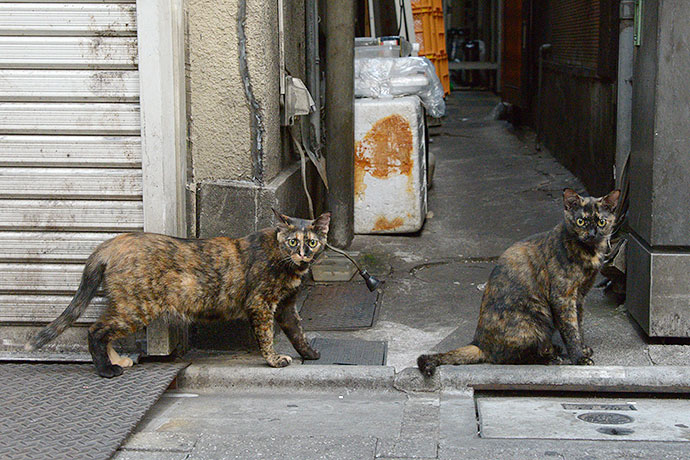 街のねこたち